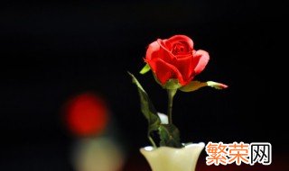 玫瑰花的花语是什么意思 五朵玫瑰花的花语是什么意思