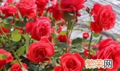 玫瑰花种植的方法与技巧 玫瑰花种植的方法