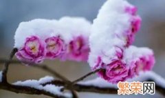 雪梅是什么植物 雪梅是什么植物图片