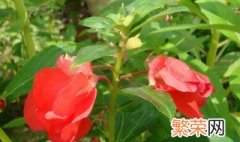 指甲花的特点介绍 指甲花有哪些特点