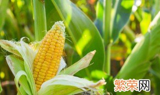 玉米象征着什么意义 玉米的象征意义