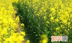 油菜花什么季节开花什么季节结果 油菜花什么季节开花