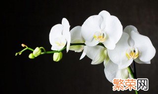 兰花在花期开花可以施什么肥 兰花在开花期间应该施什么肥