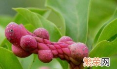 白兰花果实有什么用 白兰花果实有什么用途和功效