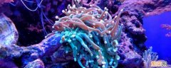珊瑚属于生物吗为什么 珊瑚属于生物吗