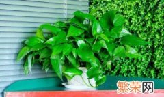 大型植物的养殖方法 一定要考虑以下几点