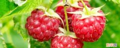 树莓是什么水果对身体有什么好处 树莓是什么水果