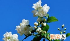 白茉莉的花语是什么意思 白色茉莉花的花语是什么