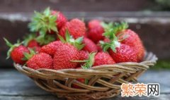 草莓什么季节种植最好 草莓是什么季节种植最好