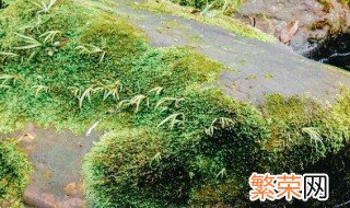 水管里的青苔怎么弄才可以弄掉鱼缸 水管里的青苔怎么弄才可以弄掉