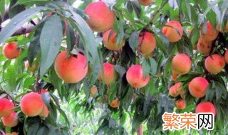 桃树十二月份施肥方法 桃树十二月份施肥方法和时间