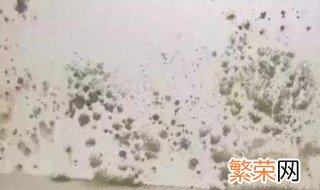 梅雨季节家里发霉怎么办 梅雨天家里发霉怎么办