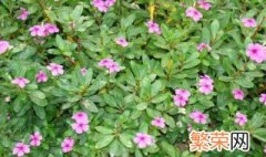 长春花适合什么季节种 长春花适合什么季节种植