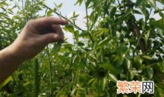 种植青枣什么时候剪枝 青枣树什么时候剪枝最好