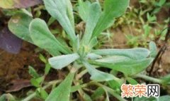 清明菜可以放冰箱冷冻吗 清明菜可以冷冻保存