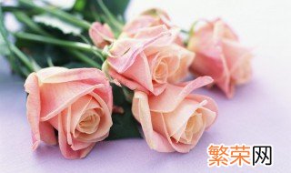 19朵玫瑰花语是什么意思 19朵玫瑰花语代表什么意思