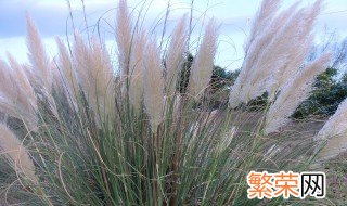 芦苇属于什么类植物 芦苇属于什么类植物图片