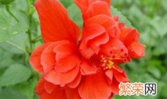 扶桑花代表什么意思 扶桑花的象征意义