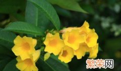 黄蝉花的养殖方法和注意事项 黄蝉花的正确养法