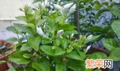 茉莉花叶子形状质感作用 茉莉花叶子形状