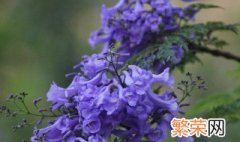 蓝花楹果实有什么用 蓝花楹果实有毒吗