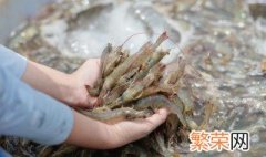 海虾的养殖方法 海虾养殖方法