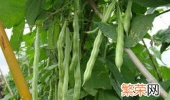 四季豆种植时间和方法 四季豆种植时间和方法介绍