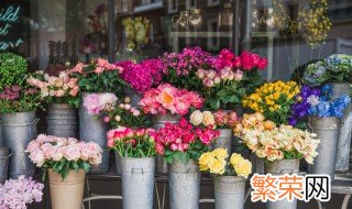 什么花的花语是宽恕 花语为宽恕的花