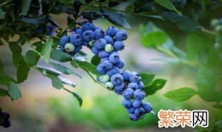 蓝莓树的养殖方法和注意事项 蓝莓树怎么养殖