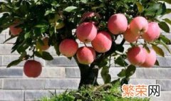 盆栽苹果树的养殖方法和注意事项 盆栽苹果树的养殖方法和注意事项介绍