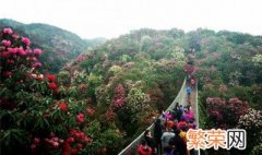 百里杜鹃风景名胜区介绍 百里杜鹃风景名胜区游览攻略