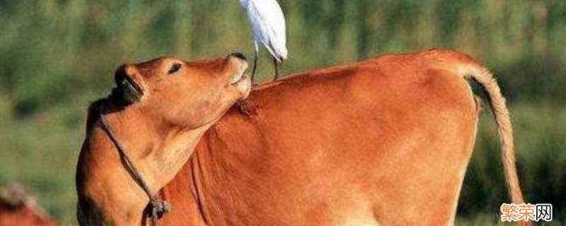 牛属于什么科的动物 牛属于什么科
