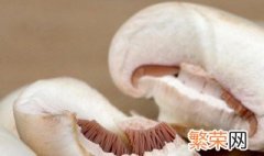 新鲜口蘑不焯水可以吗怎么保存 新鲜口蘑不焯水可以吗