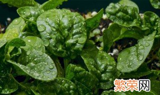 菠菜苗种植方法 一定要这样种植