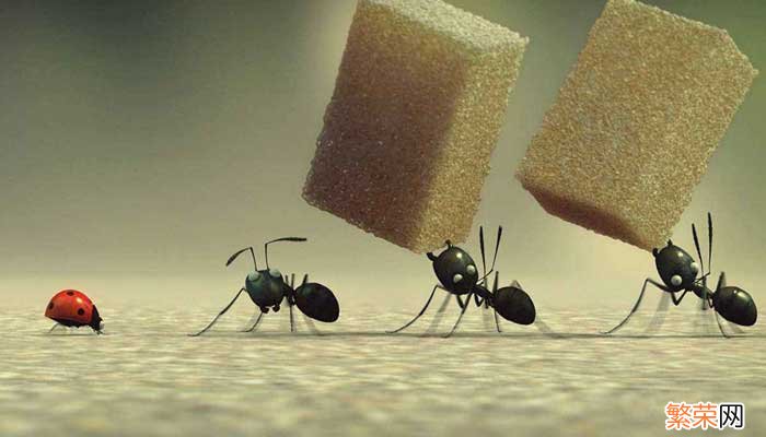 蚂蚁怎么消灭用什么药蚂蚁怎么消灭用什么药呢