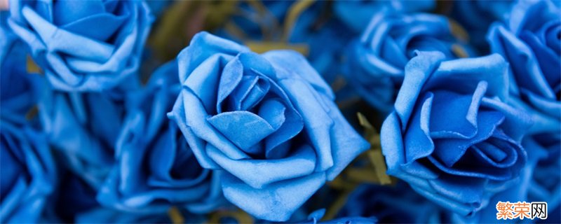蓝玫瑰代表什么意思 蓝玫瑰代表的意思