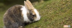 兔子是什么科 兔子是什么科类