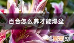 百合爆盆方法 百合花种植有方法