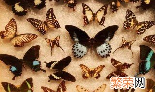 昆虫标本的防腐方法 昆虫标本如何防腐