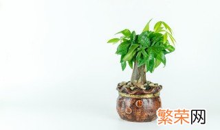 绿植发财树怎么养 怎样养发财树才能又绿