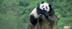 大熊猫是熊科动物还是猫科动物 大熊猫是什么科的动物