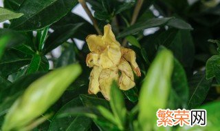 青嘴栀子花怎么养 青嘴栀子花养护方法