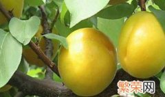 香杏的种植方法 如何种植香杏
