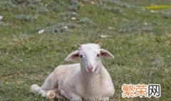 种羊饲养方法和配方 种羊饲养方法