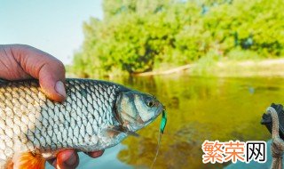 用什么方法抓鲮鱼 鲮鱼应该怎么钓