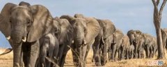 大象的寿命 大象的寿命有多长
