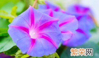 牵牛花有哪些特点 牵牛花有什么特点