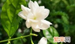 怎样使茉莉花开不断 怎样使茉莉花开不断枝