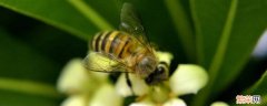 蜜蜂采桂花有蜜吗 蜜蜂采桂花的花蜜吗