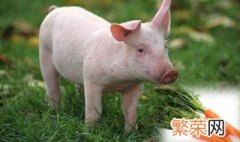 猪能吃的叫干垃圾猪不能吃的叫湿垃圾 猪能吃的叫湿垃圾吗